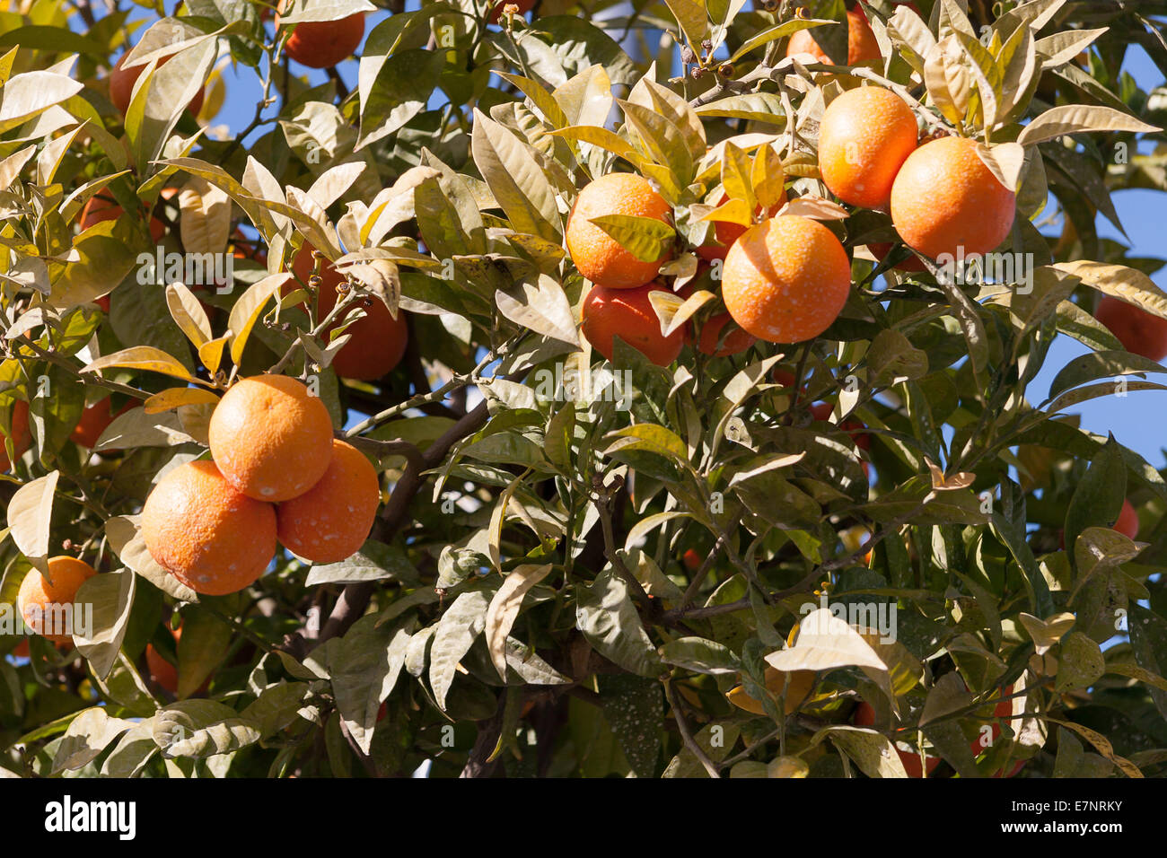 Orangenbaum - Citrus sinensis Stockfoto