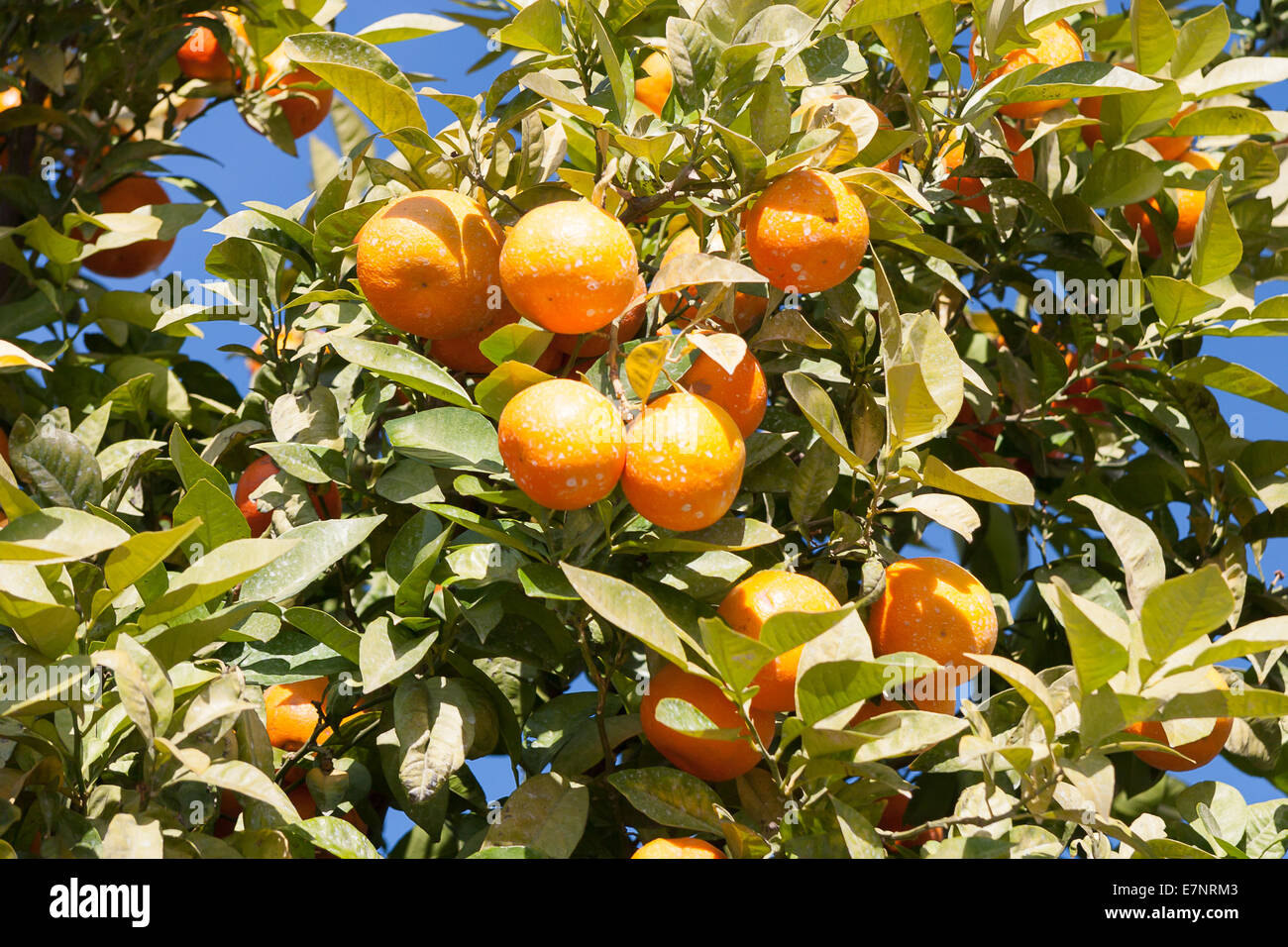 Orangenbaum - Citrus sinensis Stockfoto