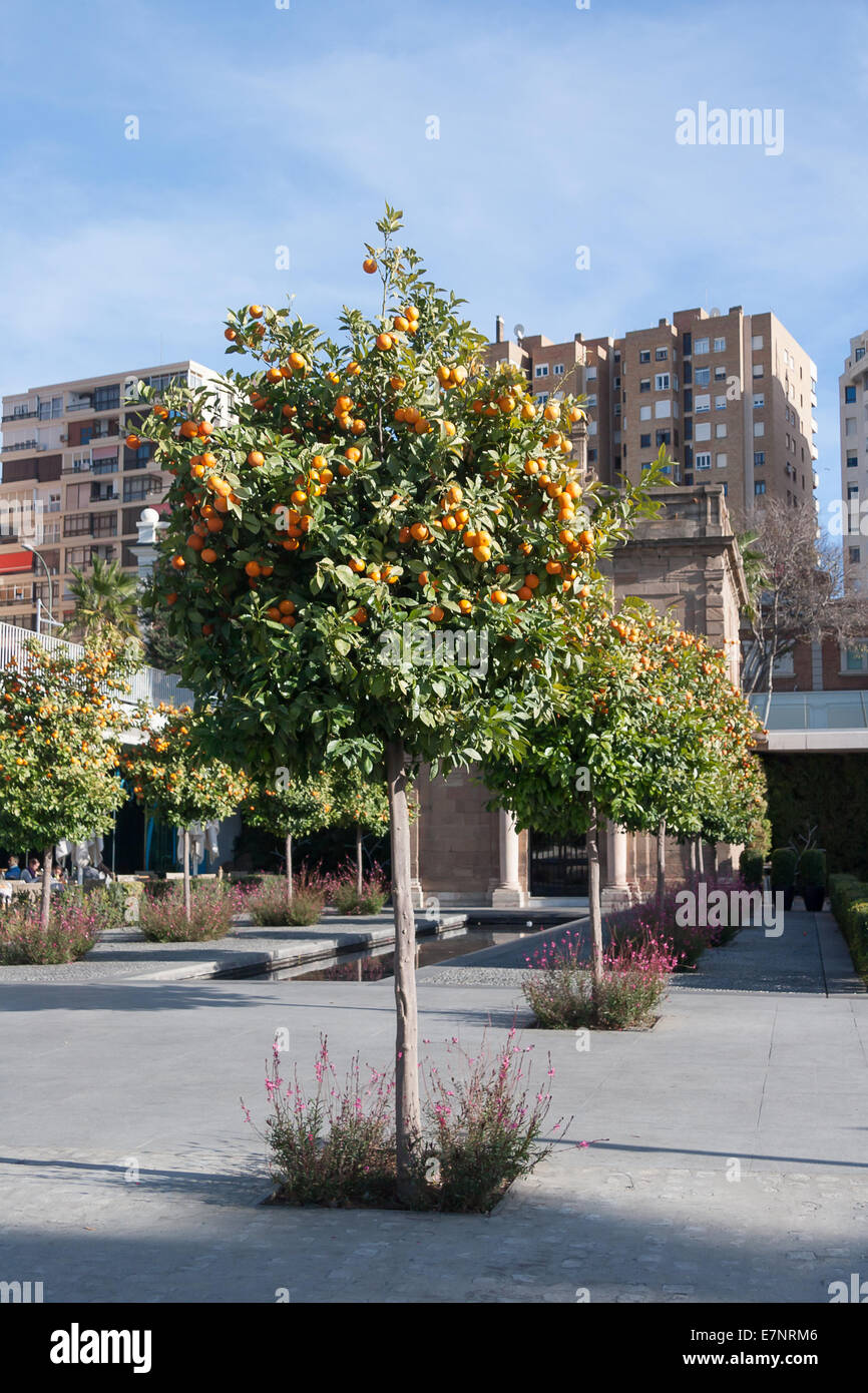 Orangenbaum - Citrus sinensis Stockfoto