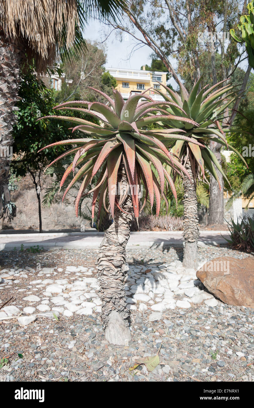 Kaktus Baum im Sommer Stockfoto