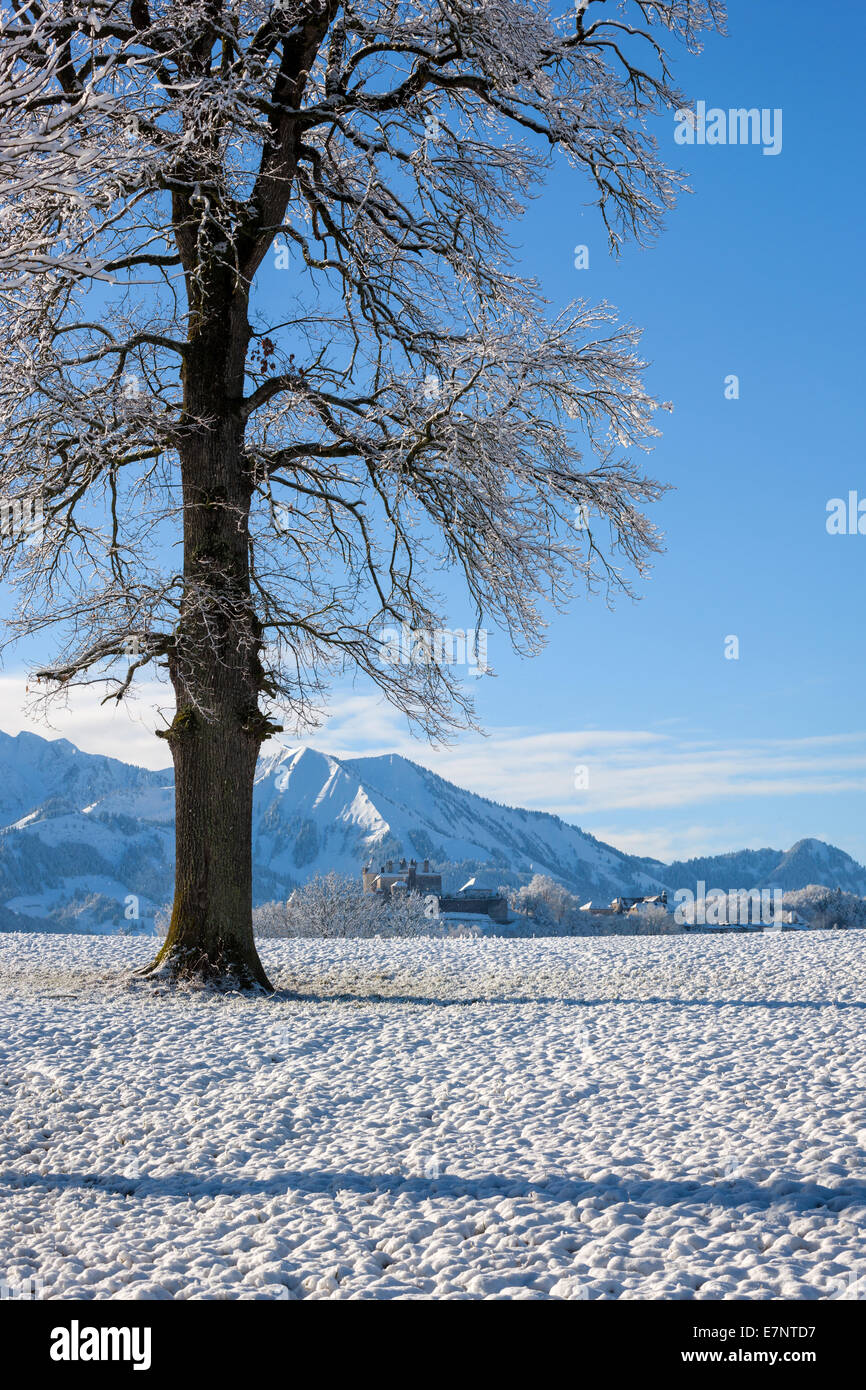 Gruyères, Schweiz, Europa, Kanton Freiburg, Morgenlicht, Winter, kleine Stadt, Burg, Stockfoto