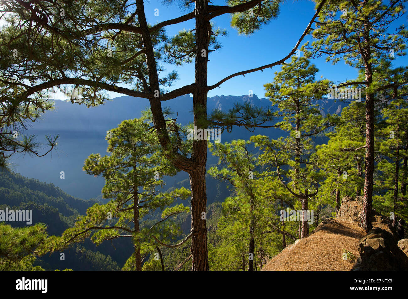 Kanaren, Kanarische Inseln, Inseln, La Palma, Spanien, Europa, draußen, Tag, niemand, Parque Nacional De La Caldera de Taburiente, Registerkarte " Stockfoto