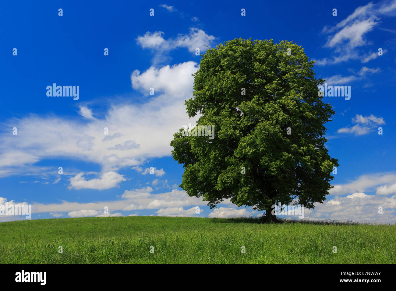 Baum, Frühling, Himmel, Linde, Naturschutz, Schweiz, Wolke, Wolken, Kanton Zürich, blauer Himmel, eins, einzelne, große, Gr Stockfoto