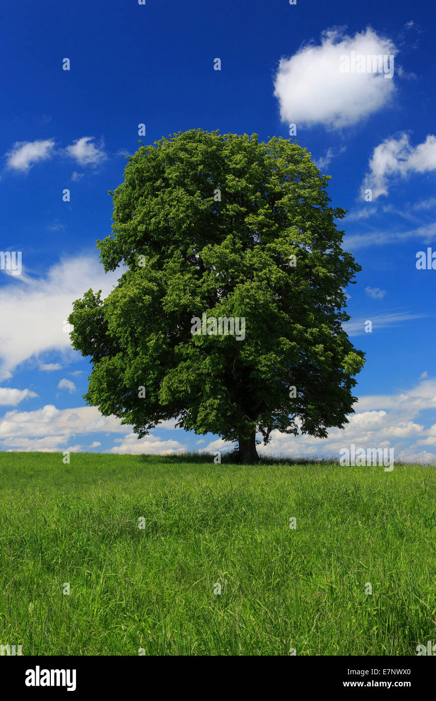 Baum, Frühling, Himmel, Linde, Naturschutz, Schweiz, Wolke, Wolken, Kanton Zürich, blauer Himmel, eins, einzelne, große, Gr Stockfoto