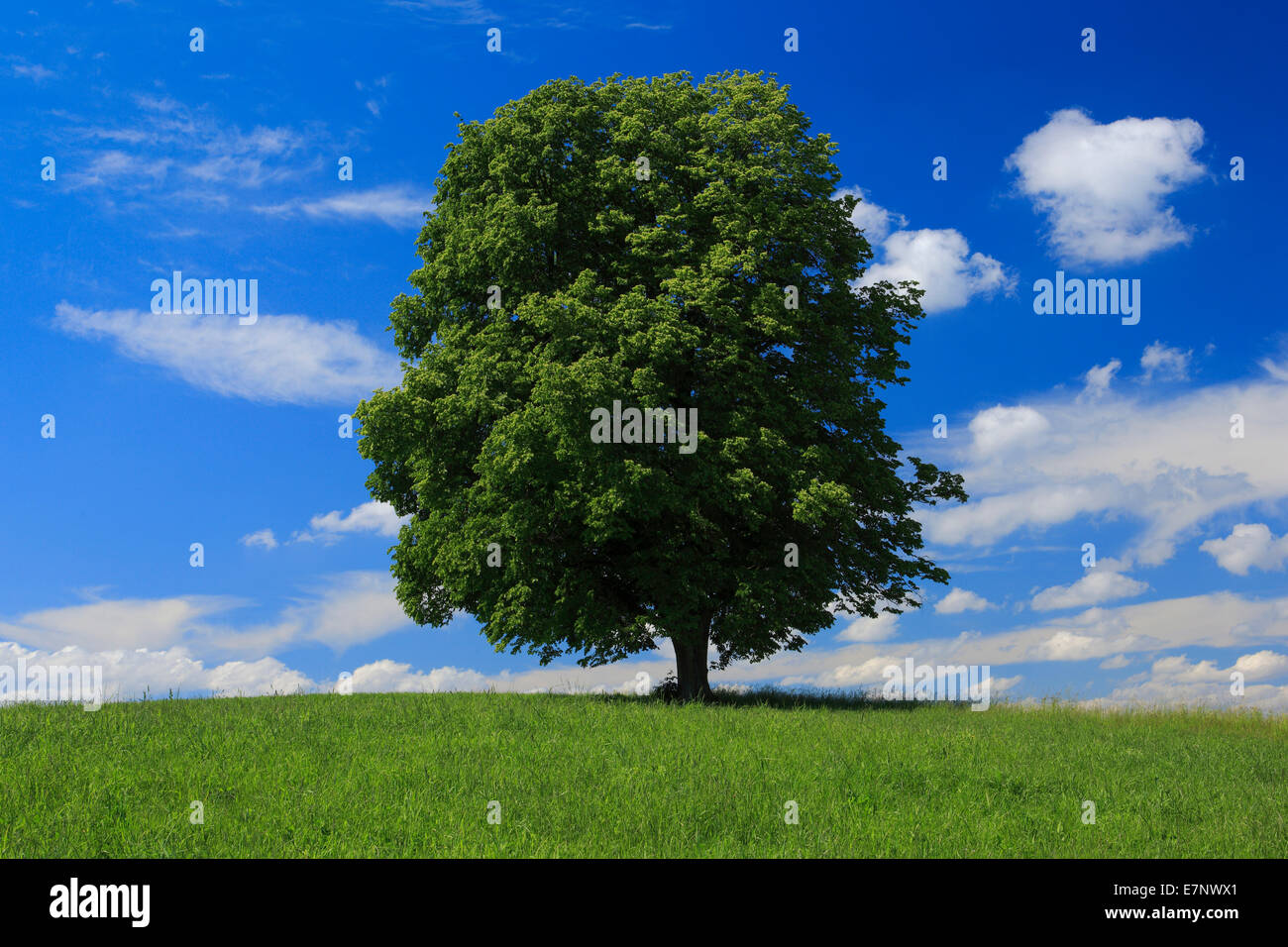 Baum, Frühling, Himmel, Linde, Naturschutz, Schweiz, Wolke, Wolken, Kanton Zürich, blauer Himmel, eins, einzelne, große, Gr Stockfoto
