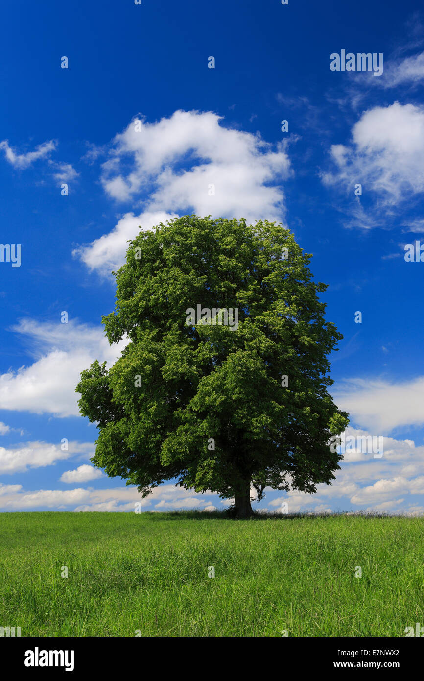 Baum, Frühling, Himmel, Linde, Naturschutz, Schweiz, Wolke, Wolken, Kanton Zürich, blauer Himmel, eins, einzelne, große, Gr Stockfoto