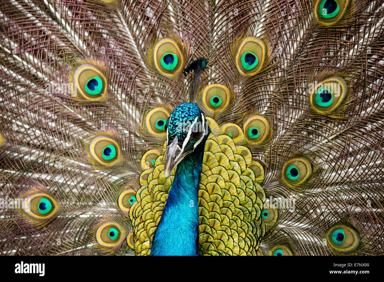 Tier, Vogel, indischen Pfauen blau, Männlich, Phasianidae, Hühnervögel, Pavo Cristatus, Schweiz Stockfoto