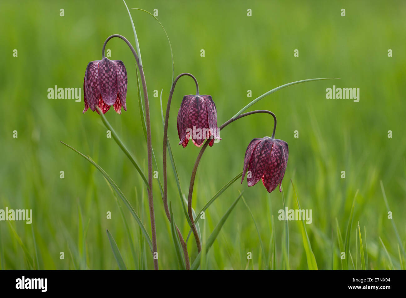 Natur, Blumen, Fritillary Schlange den Kopf Perlhuhn Blume, Schach Blume, Plantae, Liliales, Fritillaria Meleagris, Schweiz Stockfoto