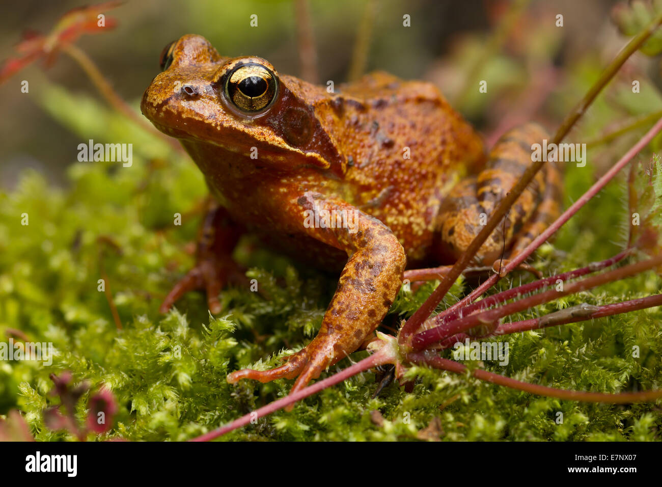 Natur, Tier, Frosch, Grasfrosch, Grasfrosch, Amphibien, Rana Temporaria, Schweiz Stockfoto