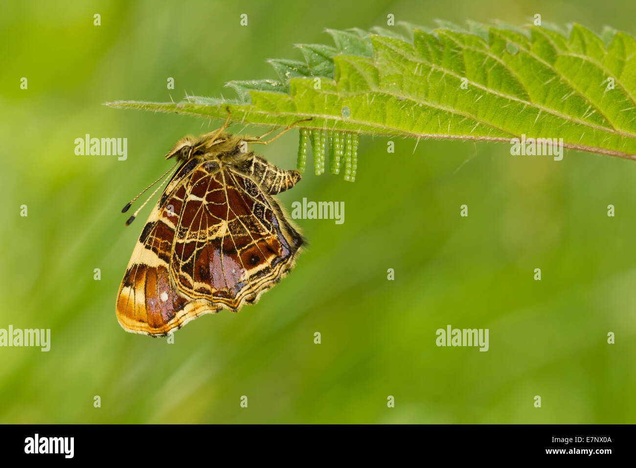 Tier, Insekten, Schmetterling, Araschnia Levana, Ei, Lepidoptera, Nymphalidae, Schweiz Stockfoto