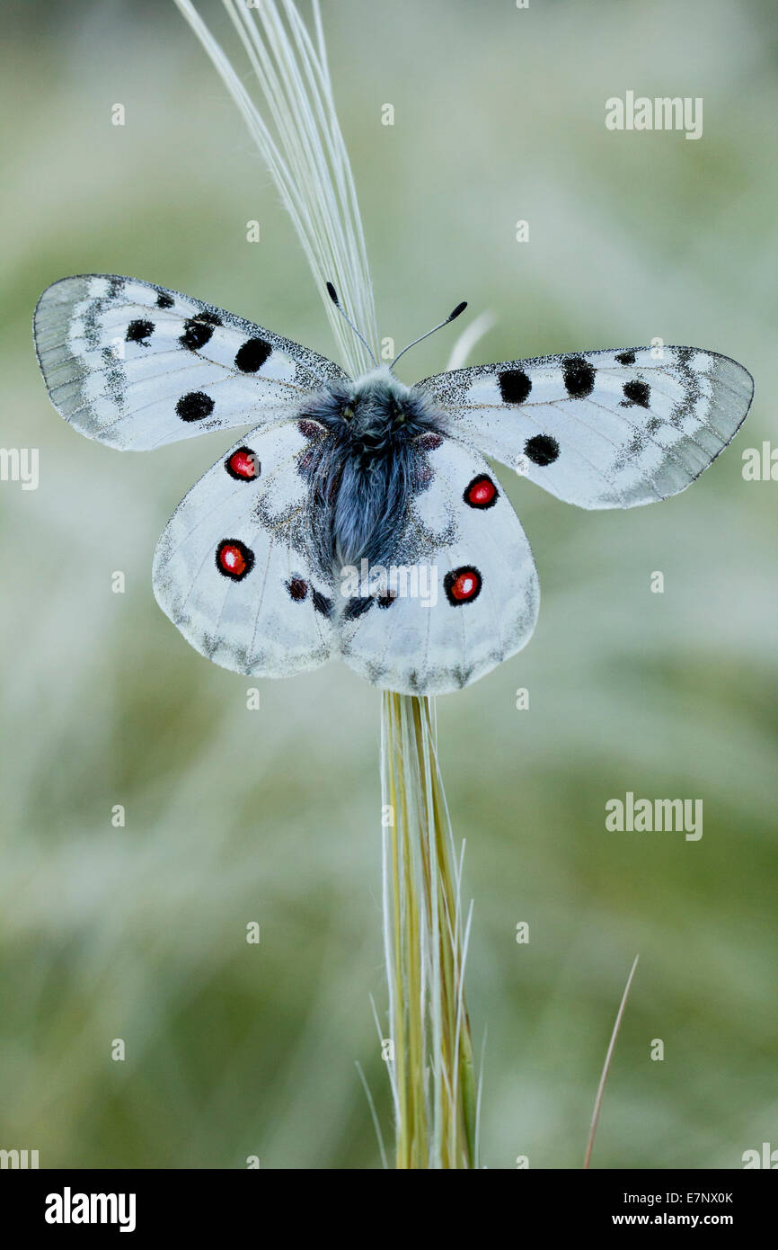 Tier, Schmetterling, Insekt, Apollo, Papilionidae, schon Apollo, Lepidoptera, Schweiz Stockfoto