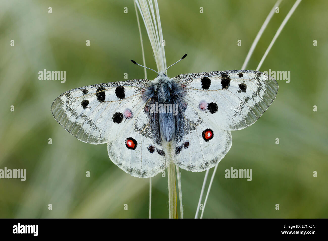 Tier, Schmetterling, Insekt, Apollo, Papilionidae, schon Apollo, Lepidoptera, Schweiz Stockfoto