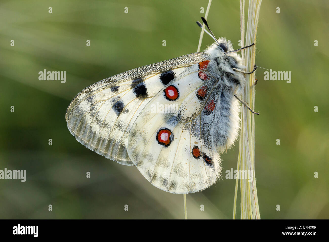 Tier, Schmetterling, Insekt, Apollo, Papilionidae, schon Apollo, Lepidoptera, Schweiz Stockfoto