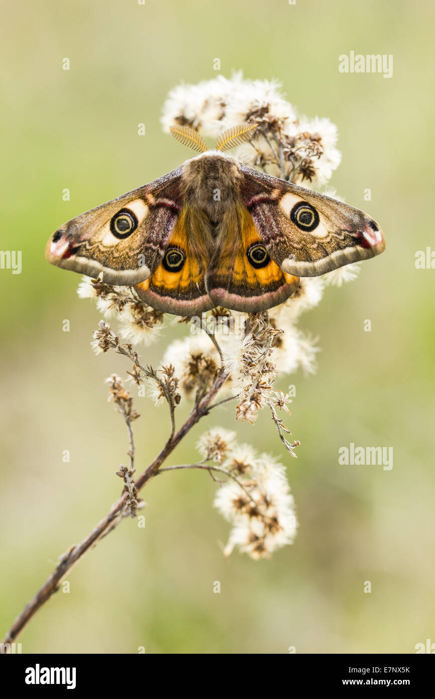 Tier, Insekten, Falter, kleine Kaiser-Motte, Männlich, Lepidoptera, Saturniidae, Saturniinae, Saturnia Pavonia, Schweiz Stockfoto