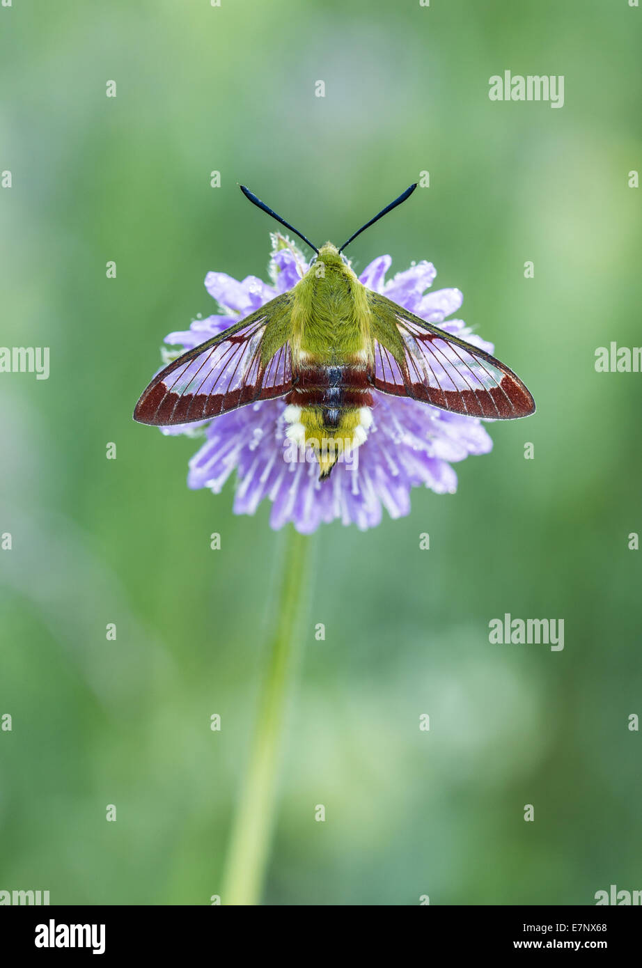 Tier, Insekt, Motte, Hawk-Moth, Hemaris Fuciformis, breit-umrandeten Bee Hawk-Moth, Sphingidae, Schweiz Stockfoto