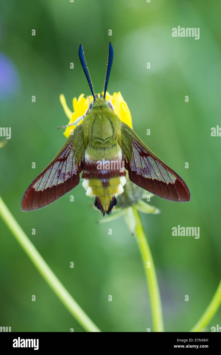Tier, Insekt, Motte, Hawk-Moth, Hemaris Fuciformis, breit-umrandeten Bee Hawk-Moth, Sphingidae, Schweiz Stockfoto