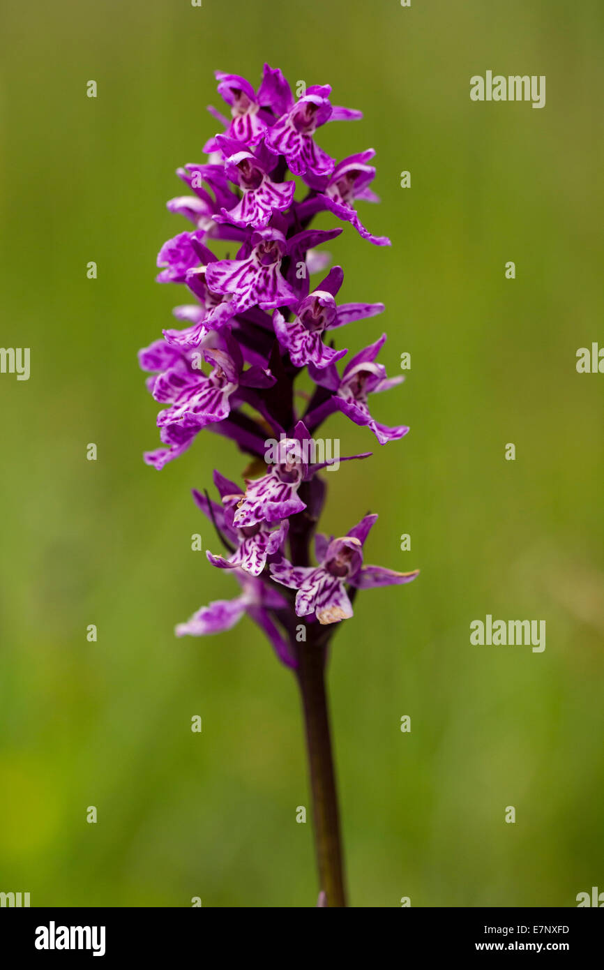 Natur, Blumen, Orchidee, violett, Lila, gemeinsame gefleckte Orchidee, Dactylorhiza Fuchsii, Schweiz Stockfoto