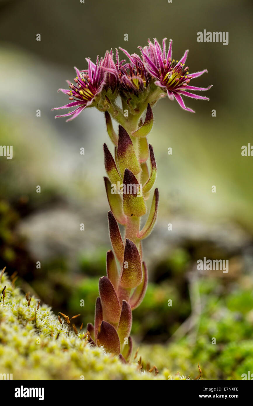 Natur, Pflanze, Blume, Lila, Hauswurze, Sepervivum, Crassulaceae, Schweiz Stockfoto