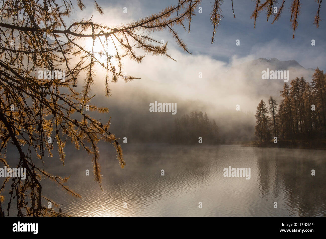 Engadin, Engadin, Champferersee, Morgennebel, Herbst, Holz, Wald, Kanton Graubünden, Graubünden, Unterengadin, GR, untere Engadi Stockfoto