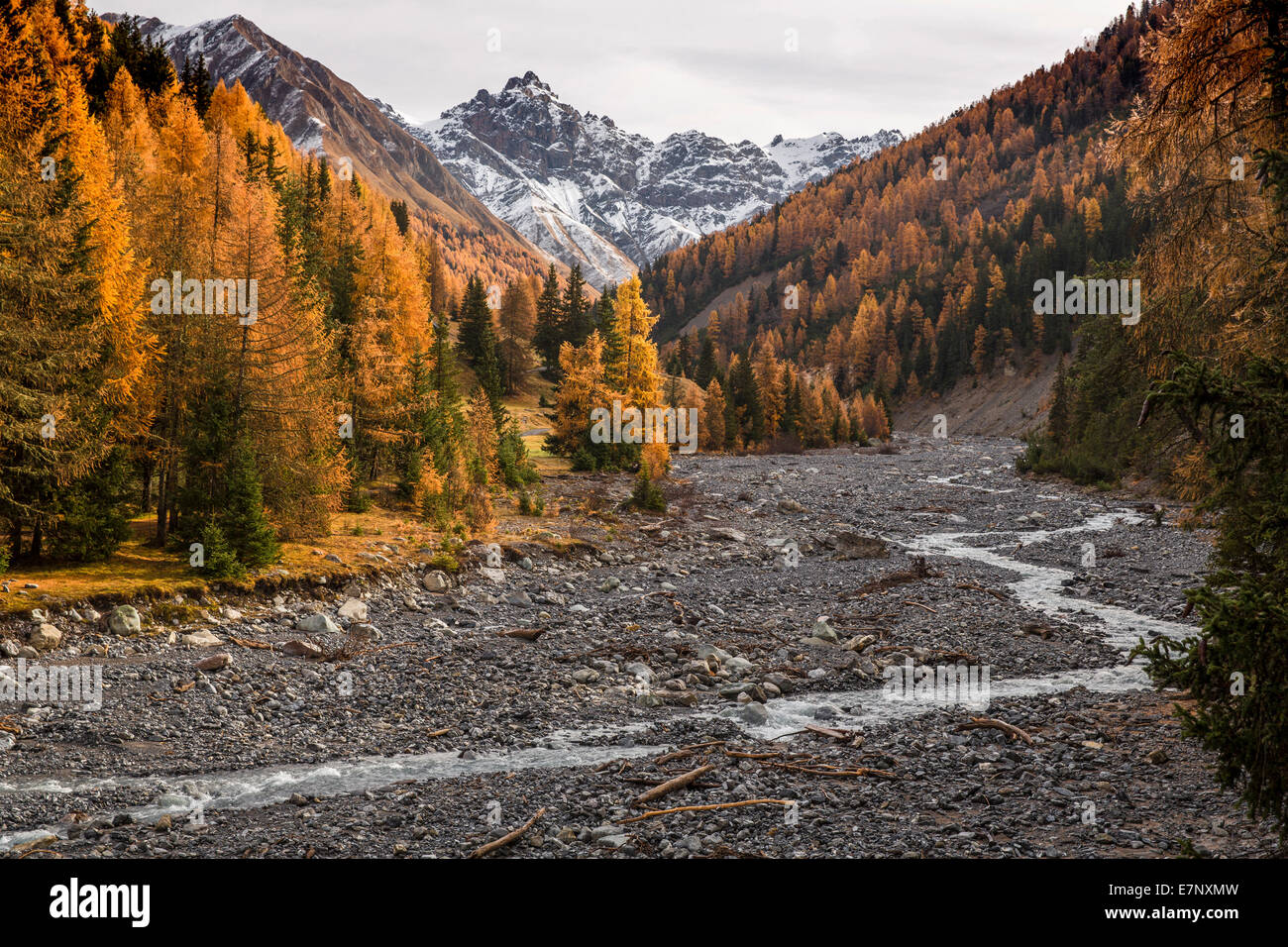 Val Trupchun, Schweiz, Europa, National Park, Baum, Bäume, Herbst, Holz, Wald, Kanton, GR, Graubünden, Graubünden, gelb, la Stockfoto