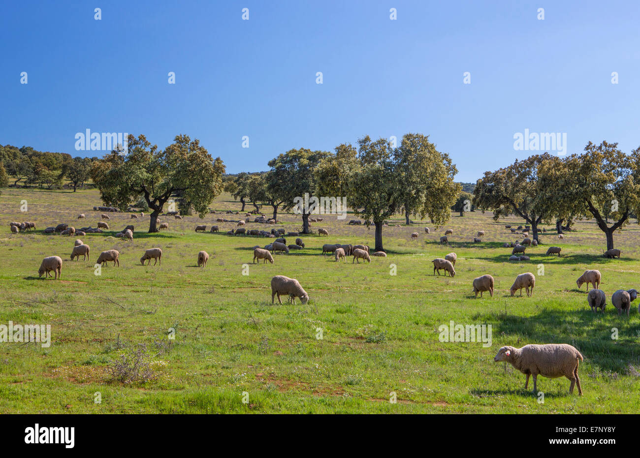Andalusien, Provinz Córdoba, Spanien, Europa, Herde, Landschaft, Ruhe, Schafe Stockfoto