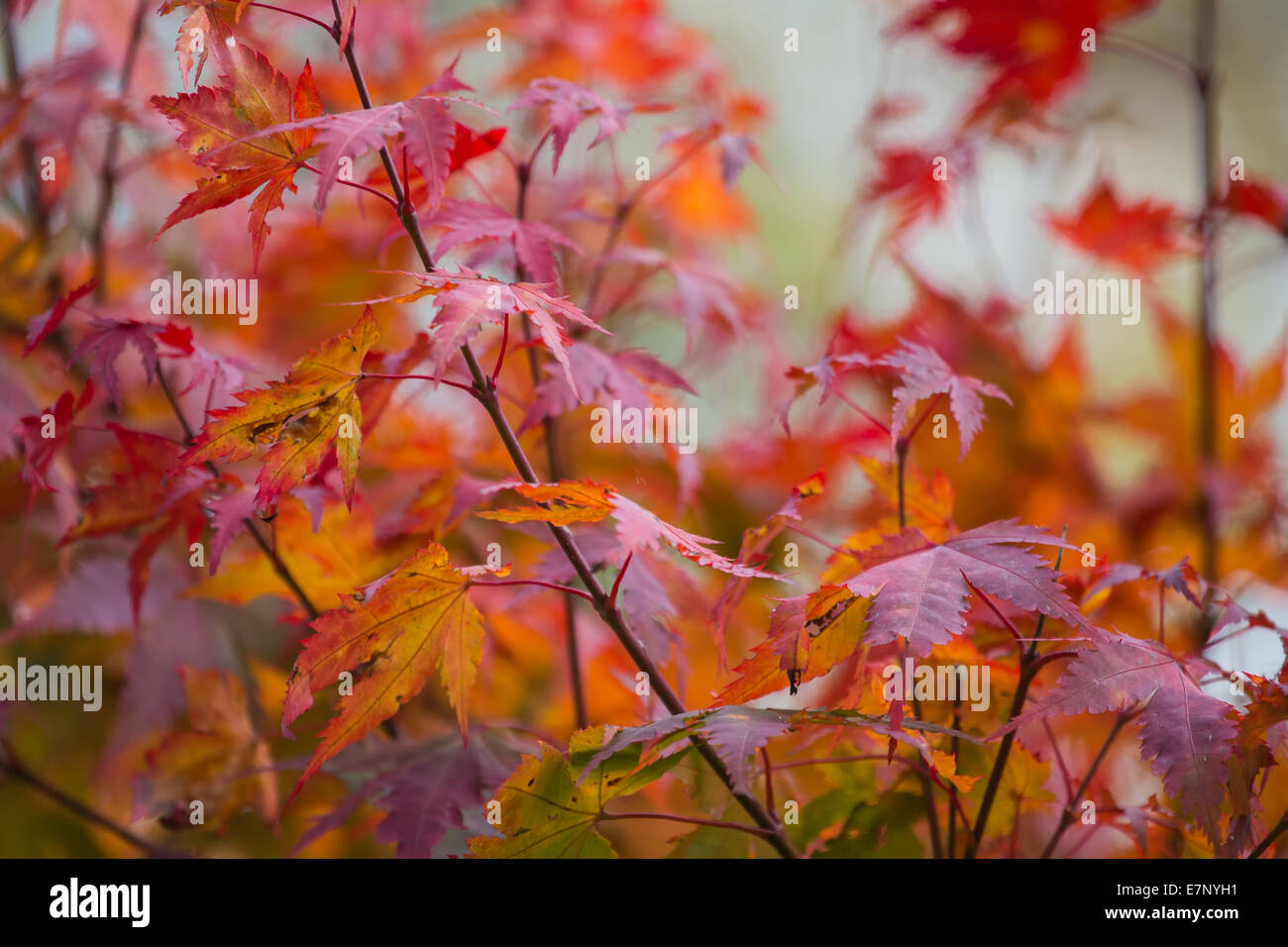Blätter, Farben, Herbst, Herbstfarben, Pflanzen, Sträucher, Büsche, Schweiz, bunt Stockfoto
