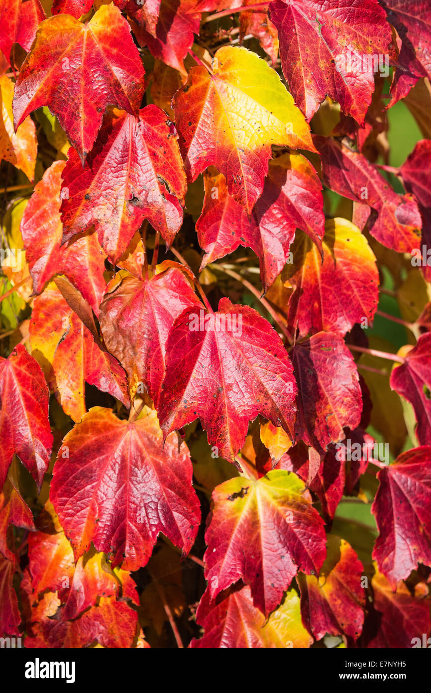 Blätter, Farben, Herbst, Herbstfarben, Pflanzen, Sträucher, Büsche,  Schweiz, bunt Stockfotografie - Alamy