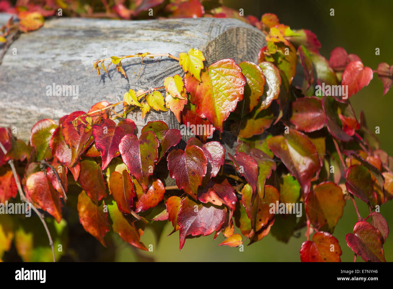 Blätter, Farben, Herbst, Herbstfarben, Pflanzen, Sträucher, Büsche, Schweiz, bunt Stockfoto