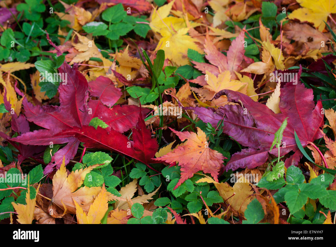 Blätter, Farben, Garten, Herbst, Herbstfarben, Schweiz, bunt, Laub Stockfoto