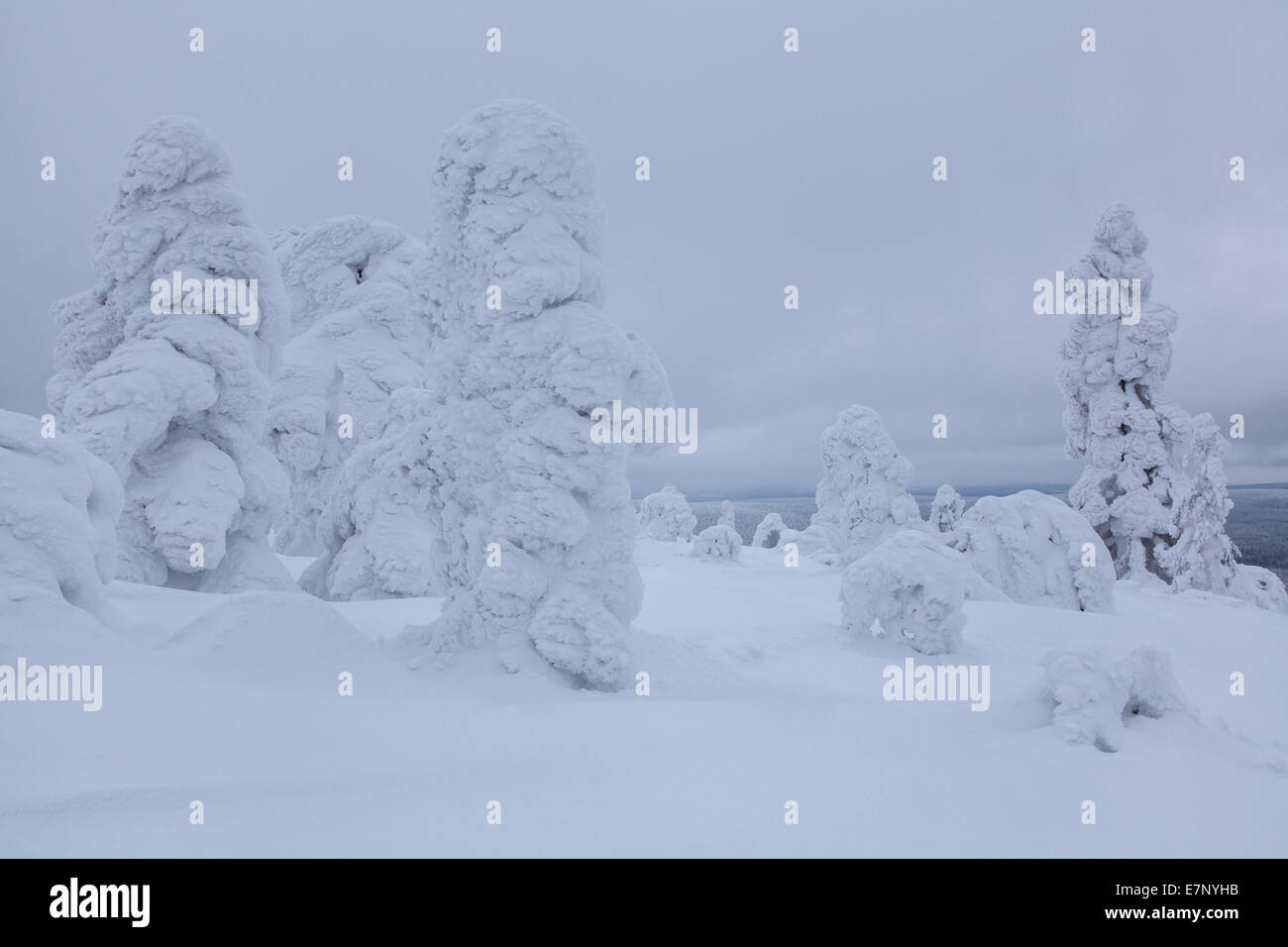 Bäume, Europa, Finnland, Kuertunturi, Landschaft, Landschaft, Lappland, Schnee, weiß, Holz, Wald, winter, Akäslompolo Stockfoto