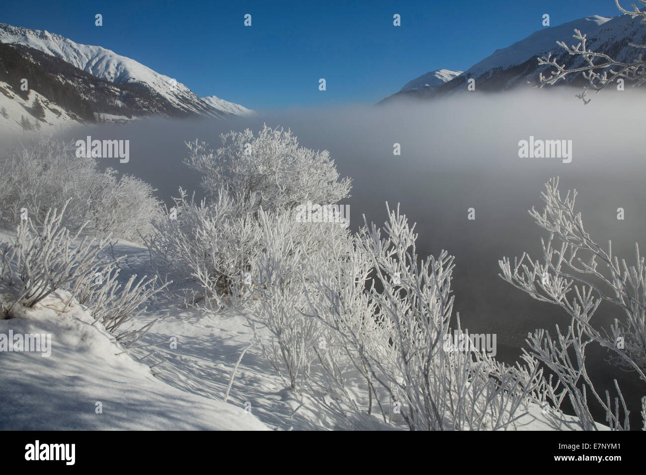 Engadin, Inn, Celerina, Samedan, Engadin, Kanton, GR, Graubünden, Graubünden, Oberengadin, Baum, Bäume, Fluss, Fluss, Körper von wa Stockfoto