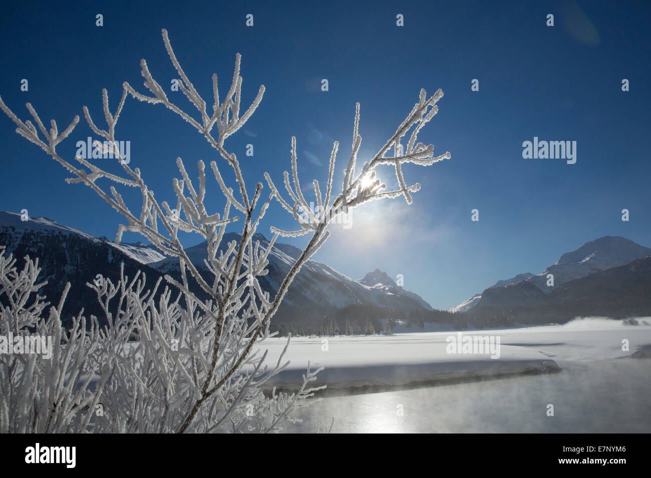 Engadin, Inn, Celerina, Samedan, Engadin, Kanton, GR, Graubünden, Graubünden, Oberengadin, Baum, Bäume, Fluss, Fluss, Körper von wa Stockfoto