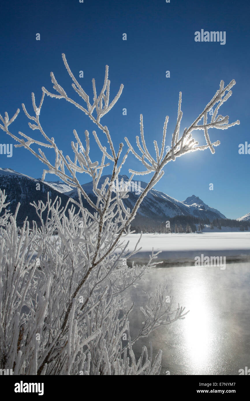 Engadin, Inn, Celerina, Samedan, Engadin, Kanton, GR, Graubünden, Graubünden, Oberengadin, Baum, Bäume, Fluss, Fluss, Körper von wa Stockfoto