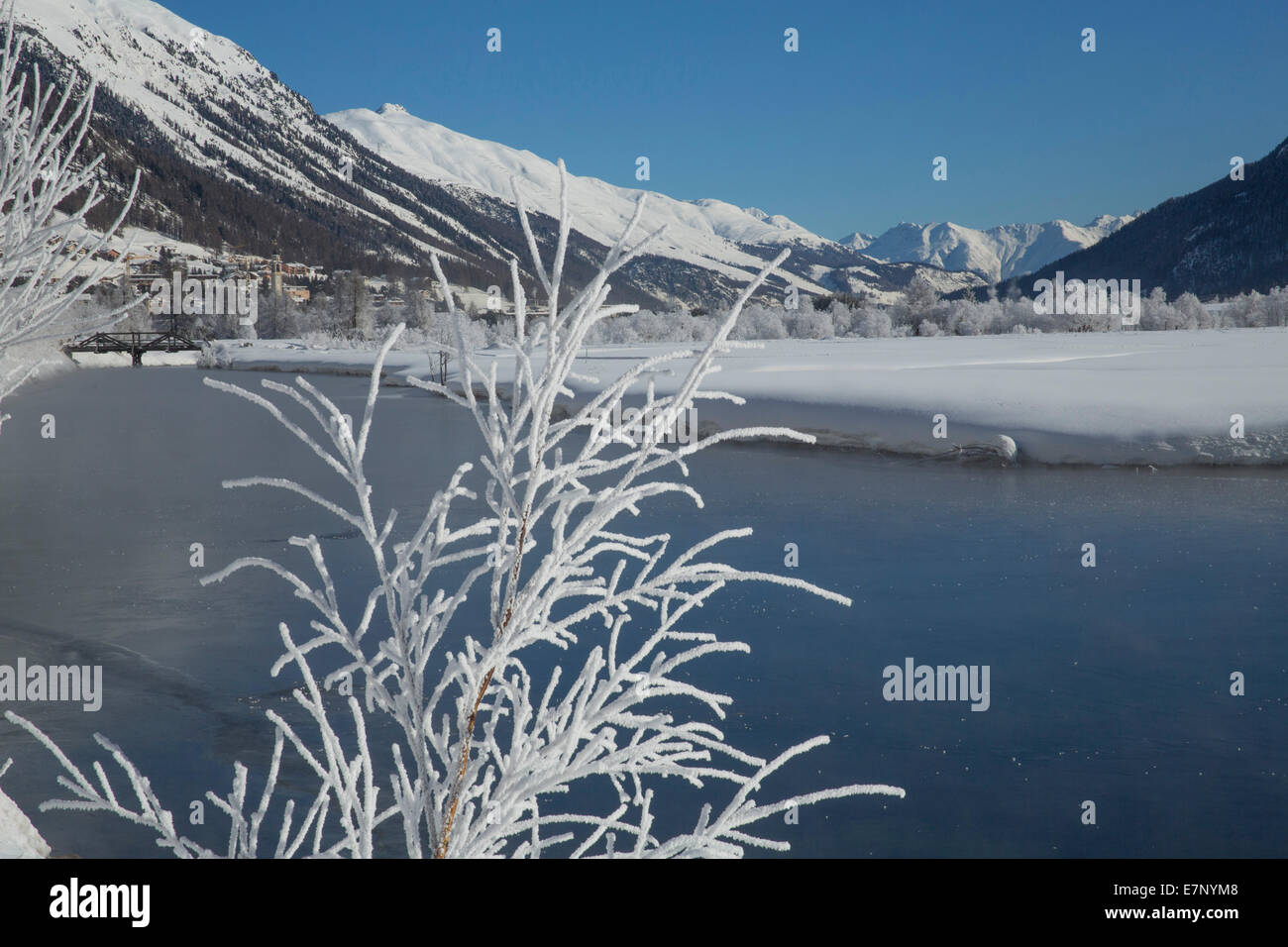 Engadin, Inn, Celerina, Samedan, Engadin, Kanton, GR, Graubünden, Graubünden, Oberengadin, Baum, Bäume, Fluss, Fluss, Körper von wa Stockfoto