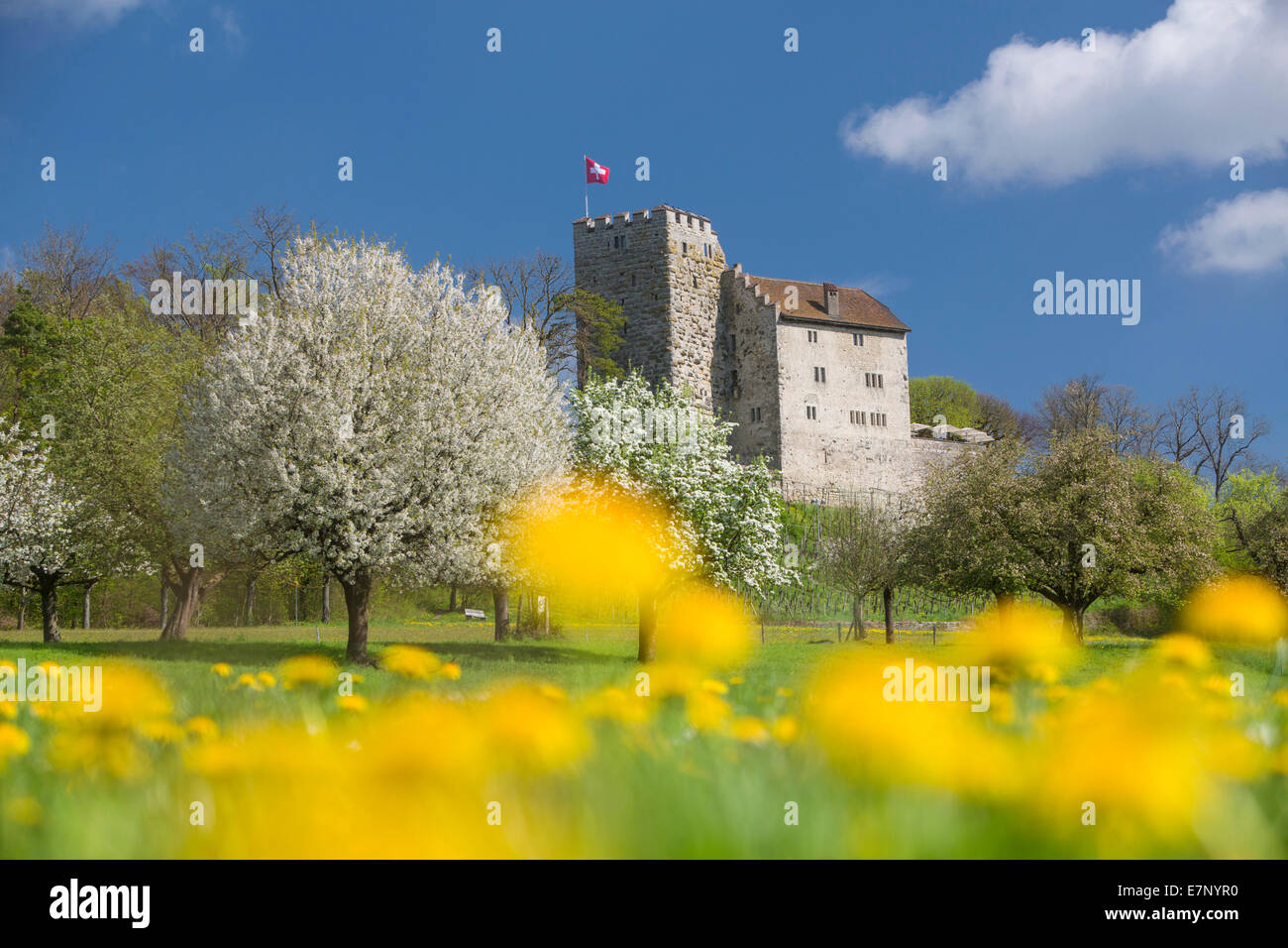 Schloss Habsburg, Frühling, Kanton, AG, Aargau, Schweiz, Europa, Stockfoto