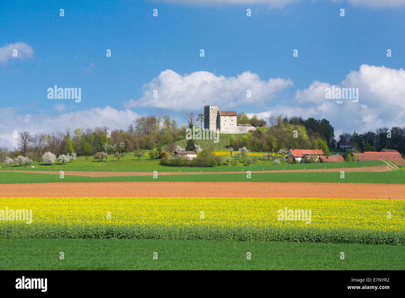 Schloss Habsburg, Frühling, Kanton, AG, Aargau, Landschaft, Landschaft, Landwirtschaft, Schweiz, Europa, Stockfoto