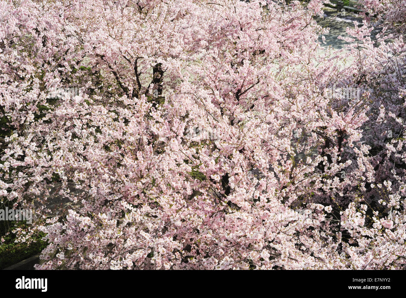 Hintergrund, große, Blüte, Blüte, Blüte, Zweig, Zweige, hell, Gebäude, Stadt, zarte, Blume, Blüte, Blumen, fragr Stockfoto