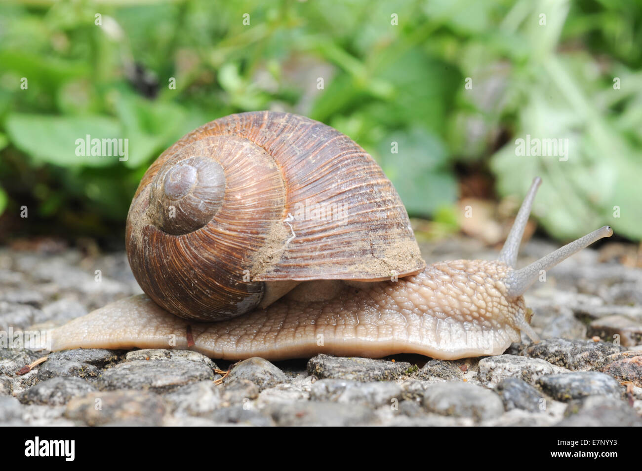 Tier, Tiere, Antenne, Rinde, Biologie, braun, nah, Nahaufnahme, Detail, Makro, Molluske, natürlichen, Natur, ein, im Freien, Schale, Stockfoto