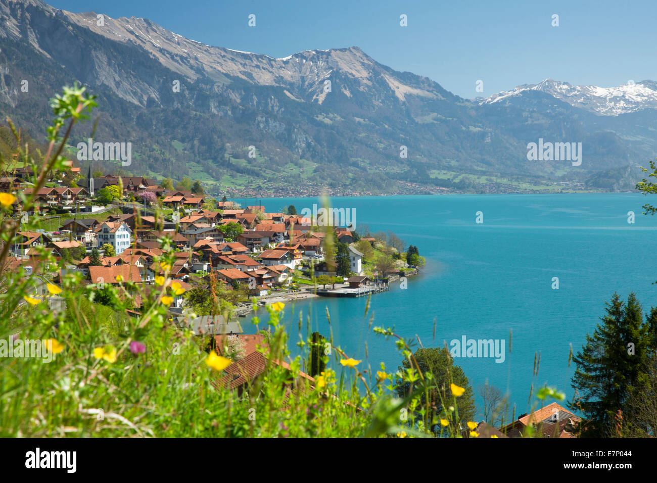 Brienzersee, Oberried, Brienzersee, Frühling, Kanton Bern, See, Seen, Berner Oberland, Dorf, Schweiz, Europa, Stockfoto