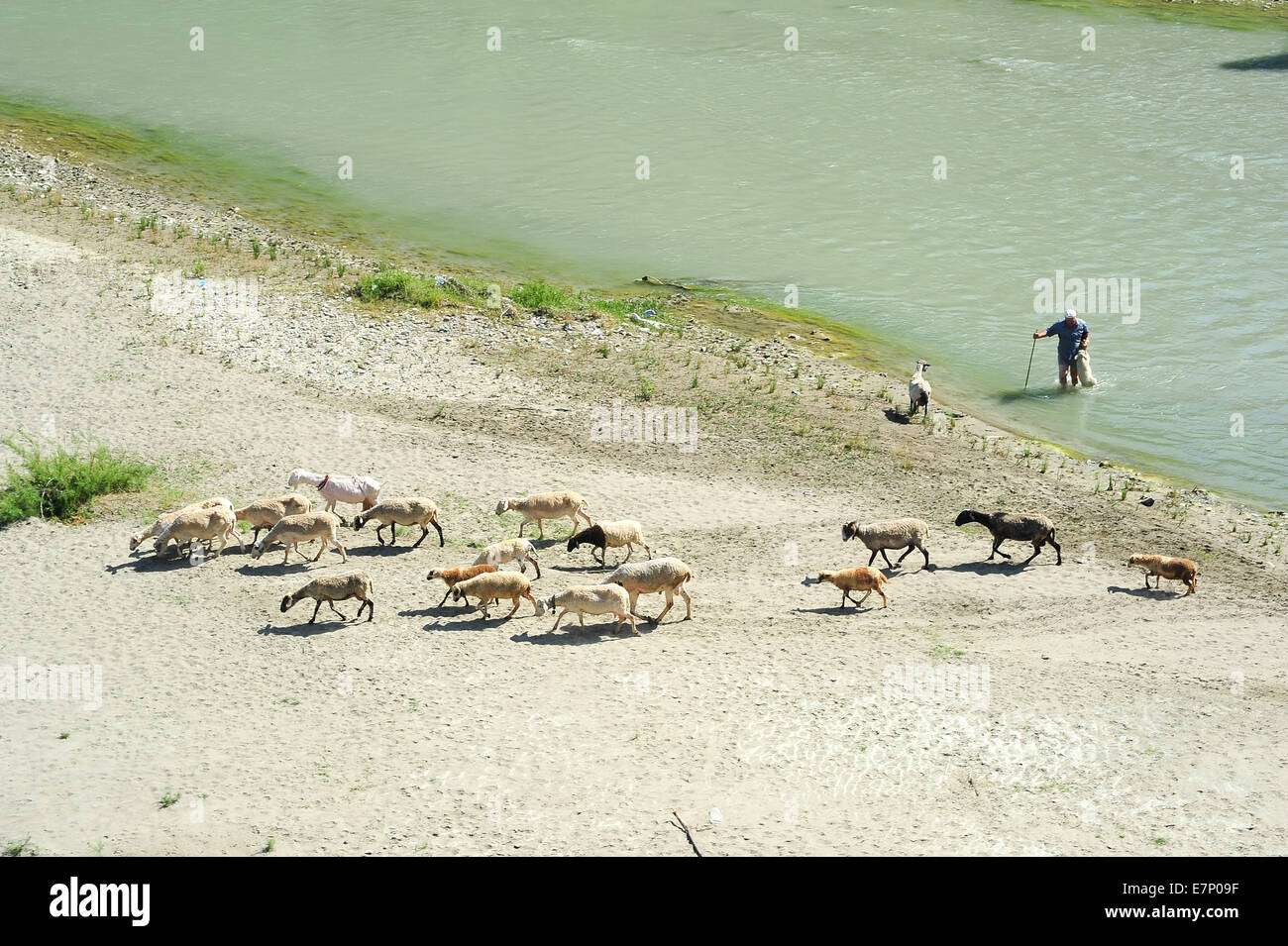 Albanien, Berat, Herde, Landschaft, Mensch, Tier, Natur, outdoor, Fluss, landschaftlich, Saison, Schafe, Stein, Sommer, Oberfläche, Reisen, wa Stockfoto