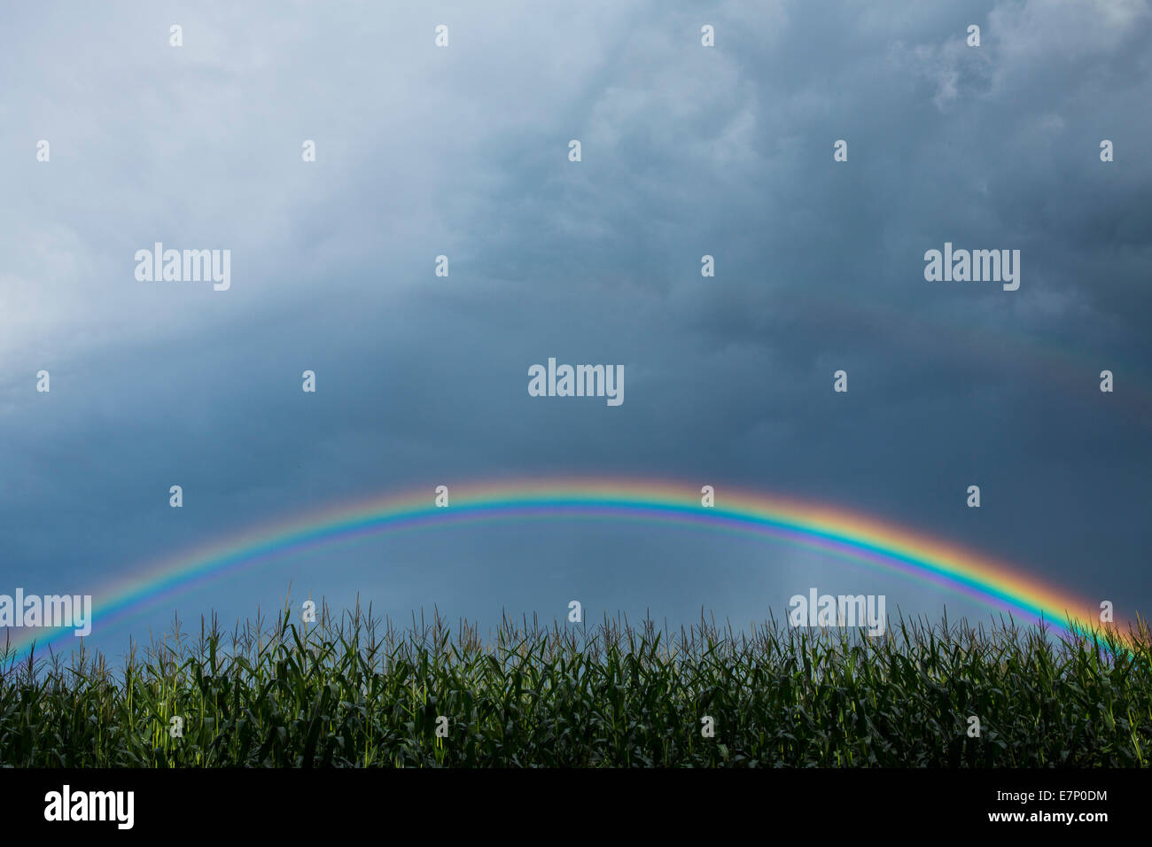 Mais-Feld, Regenbogen, Wolken, Wolke, Herbst, Wetter, Schweiz, Europa, bunt, Stockfoto