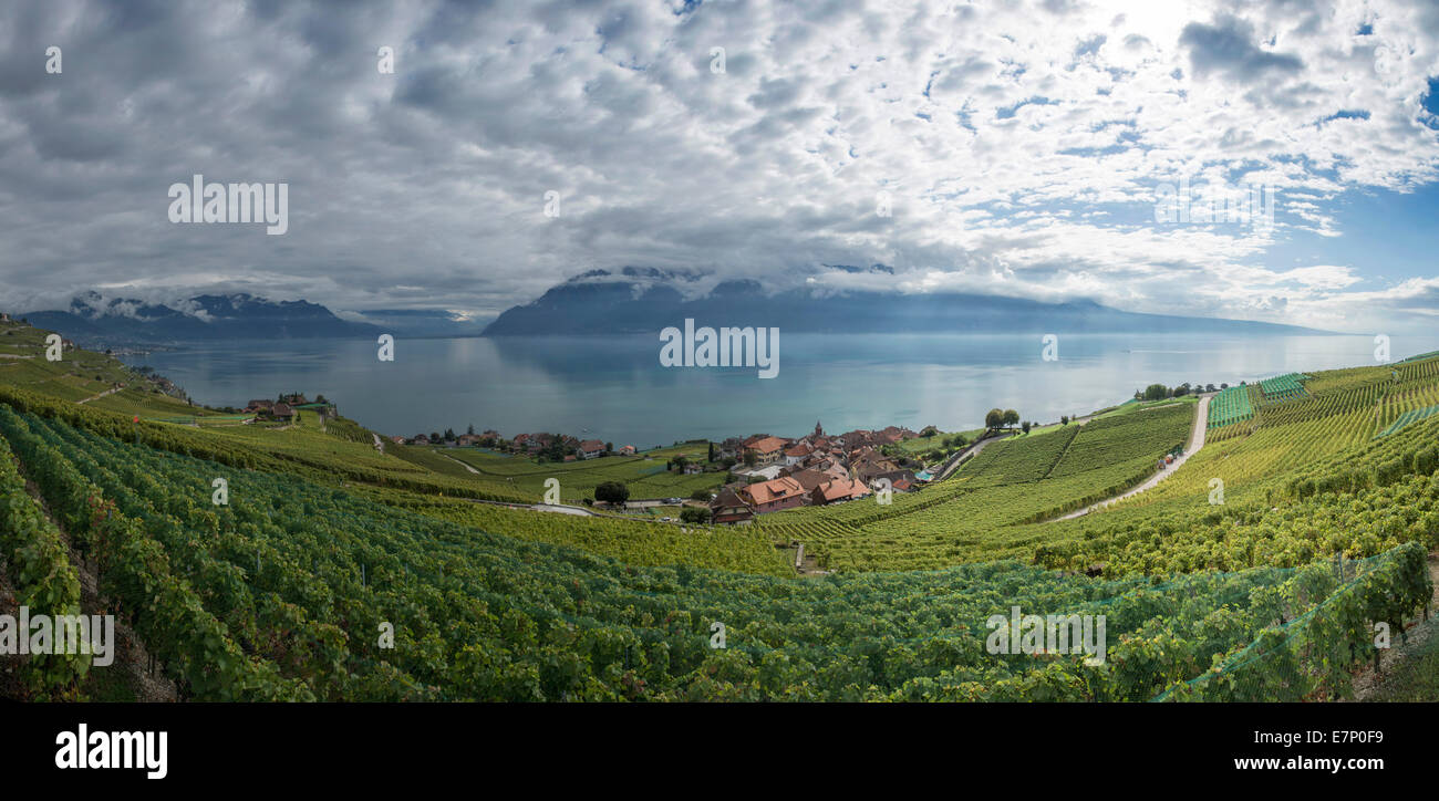 Genfersee, Weinbaugebiet, Rivaz, Lavaux, Lac Leman, See, Seen, Kanton Waadt, westliche Schweiz, Romandie, VD, See gen Stockfoto