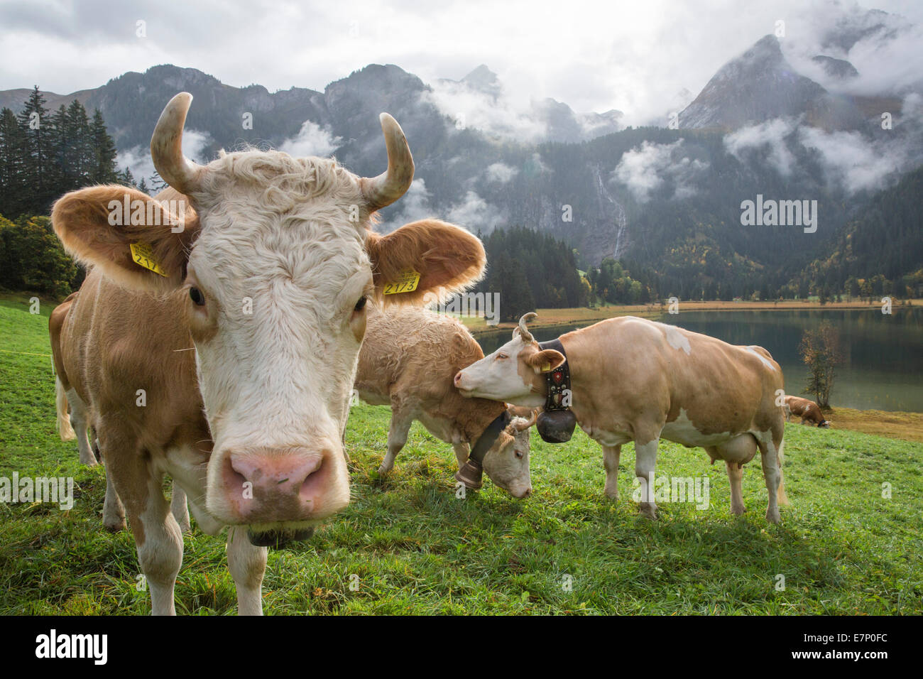 Lauenensee, Kühe, Bergsee, Kuh, Kühe, Landwirtschaft, Tiere, Tier, Kanton Bern, Berner Oberland, Schweiz, Europa, Stockfoto