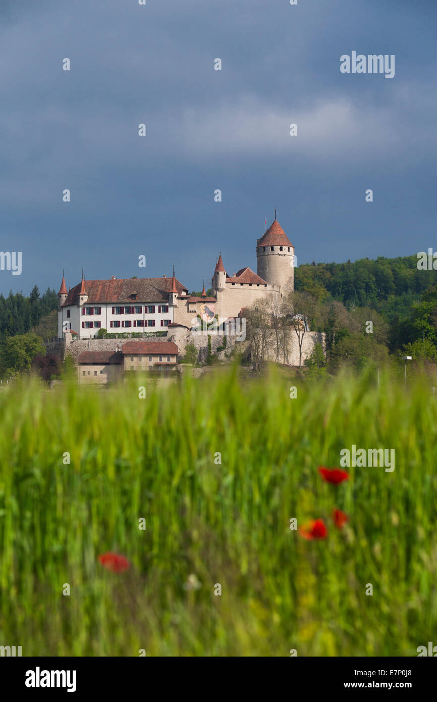 Burg, Lucens, Kanton, VD, Waadt, westliche Schweiz, Romandie, Landwirtschaft, Getreide Mohn, Schweiz, Europa, Stockfoto