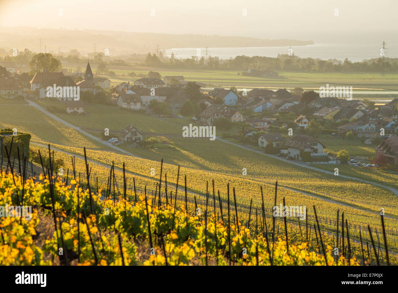 La Cote, Weinberge, Bursins, La Cote, Genfer See, Kanton, VD, Waadt, Landwirtschaft, westliche Schweiz, Romandie, Genfer See, Vil Stockfoto