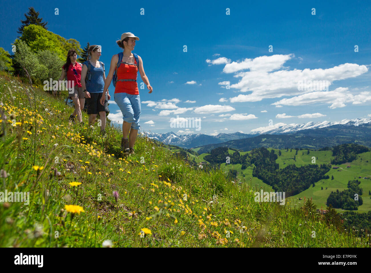 Zürcher Oberland, Wandern, Wandern, Farneralp, aussehen, Alpstein, Churfirsten, Berg, Berge, Kanton Zürich, Holz, Wald, Footp Stockfoto