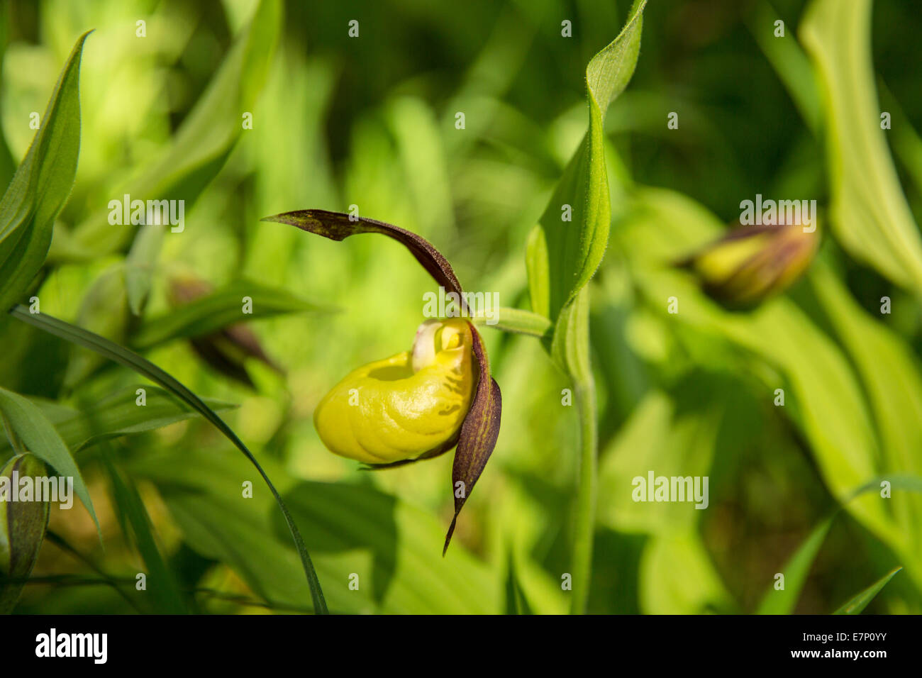 Randen, Frauenschuh, Frühling, Kanton SH, Schaffhausen, Blume, Blumen, Holz, Wald, Schweiz, Europa, Stockfoto