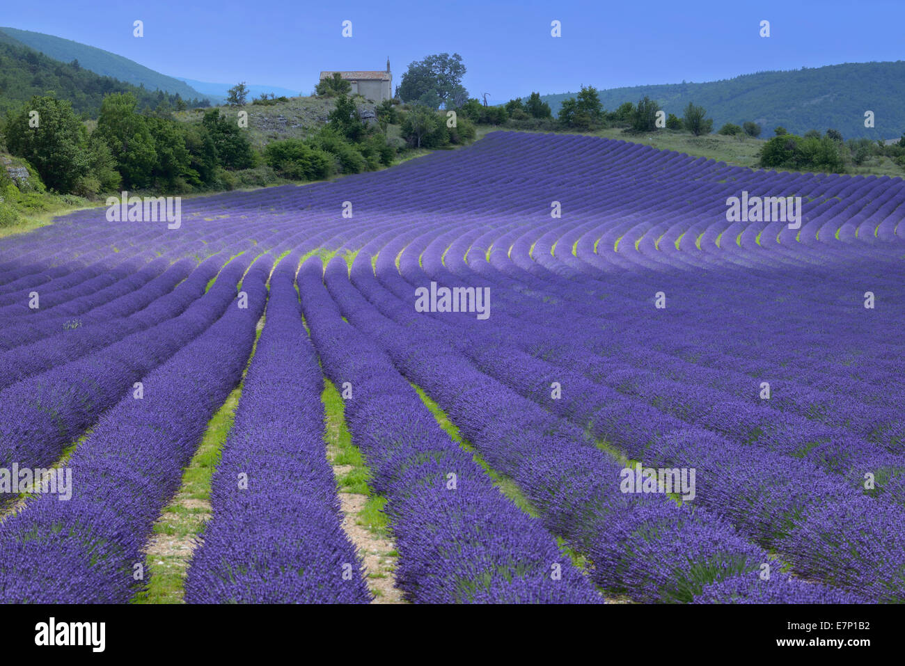 Europa, Frankreich, Provence, Alpes-de-Haute-Provence, Kapelle, Landschaft, Lavendel, Feld, Blüte, Blume Stockfoto