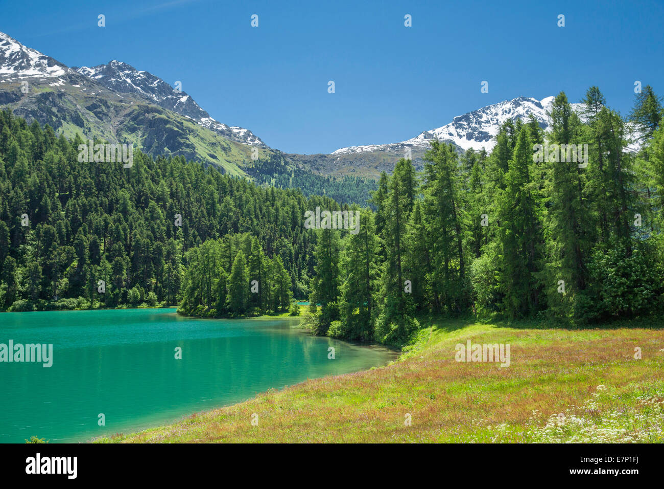 Engadin, Engadin, Champferersee, Engadin, Engadin, Kanton, GR, Graubünden, Graubünden, Oberengadin, Baum, Bäume, Bergsee Stockfoto