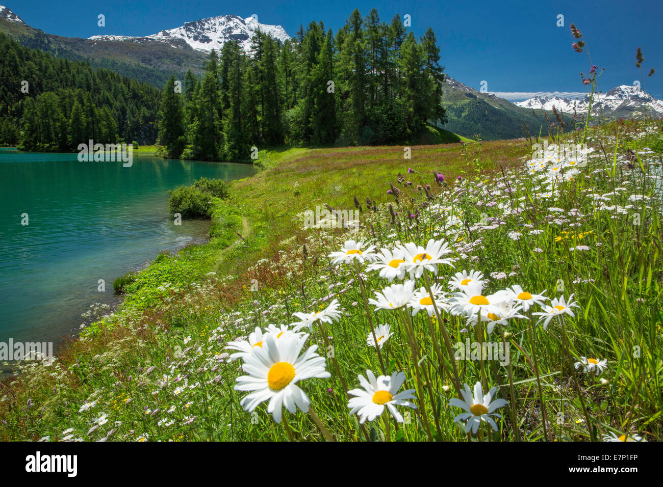 Engadin, Engadin, Champferersee, Engadin, Engadin, Kanton, GR, Graubünden, Graubünden, Oberengadin, Baum, Bäume, Bergsee Stockfoto